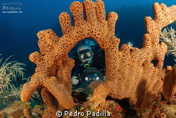 Huge brown sponge and diver. 
Nikon D80 with tokina 10-1... by Pedro Padilla 
